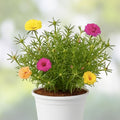 Moss Rose Cuttings 10 Unrooted Portulaca Grandiflora Succulent Ground Cover Plants Amber Color