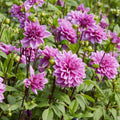 Dahlia Tuber Lilac Time Lavender Purple Giant Dinnerplate Flower Live Plant Garden Bulb Summer Blooming Houseplant