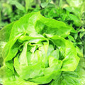 Butterhead Lettuce Seeds Organic Heirloom Buttercrunch Non-GMO Vegetable Garden Starter Plant