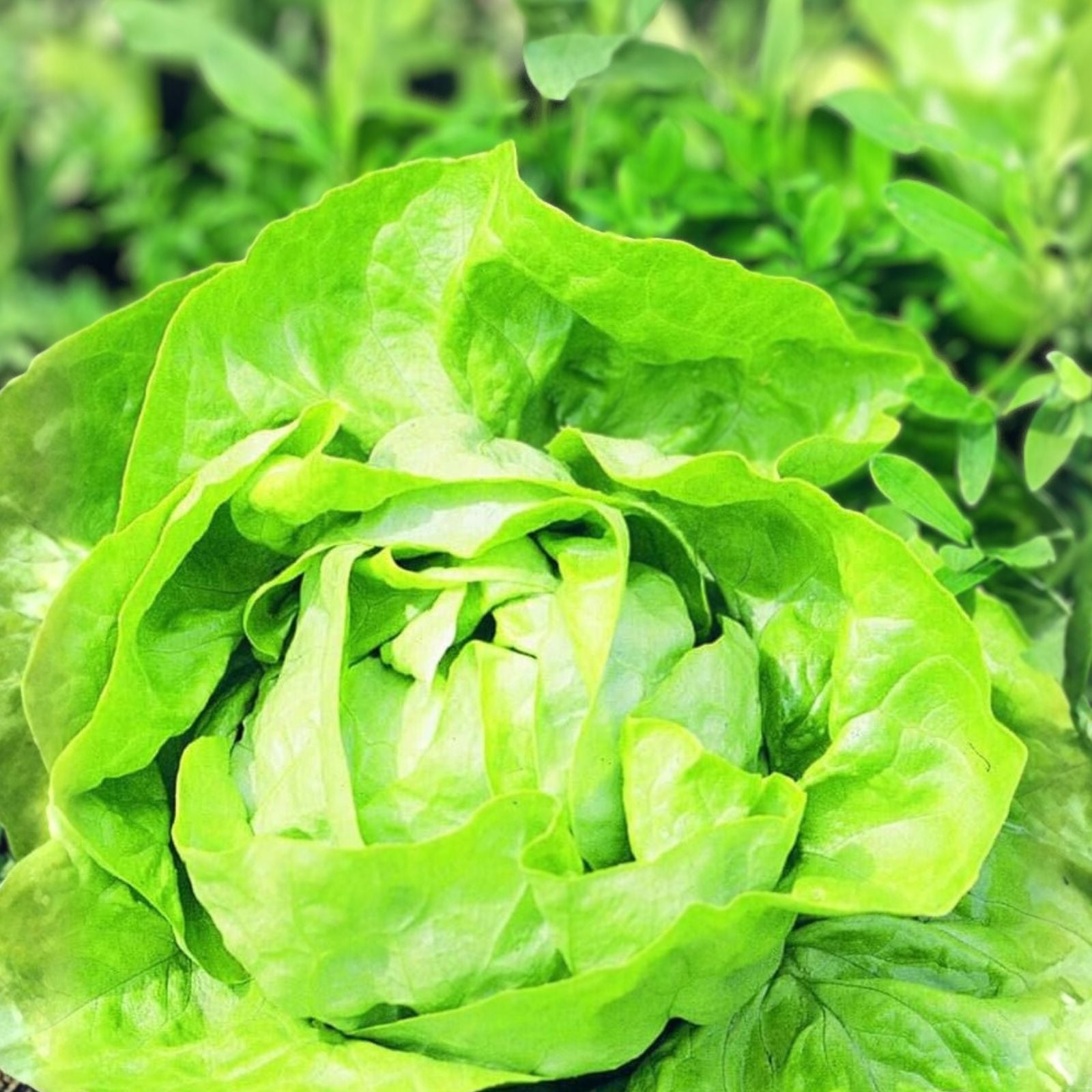 Butterhead Lettuce Seeds Organic Heirloom Buttercrunch Non-GMO Vegetable Garden Starter Plant
