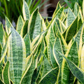 Snake Plant Jade 4-inch Pot, Sansevieria trifasciata 'Jade', Indoor Air Purifying Houseplant, Low Maintenance Green Plant
