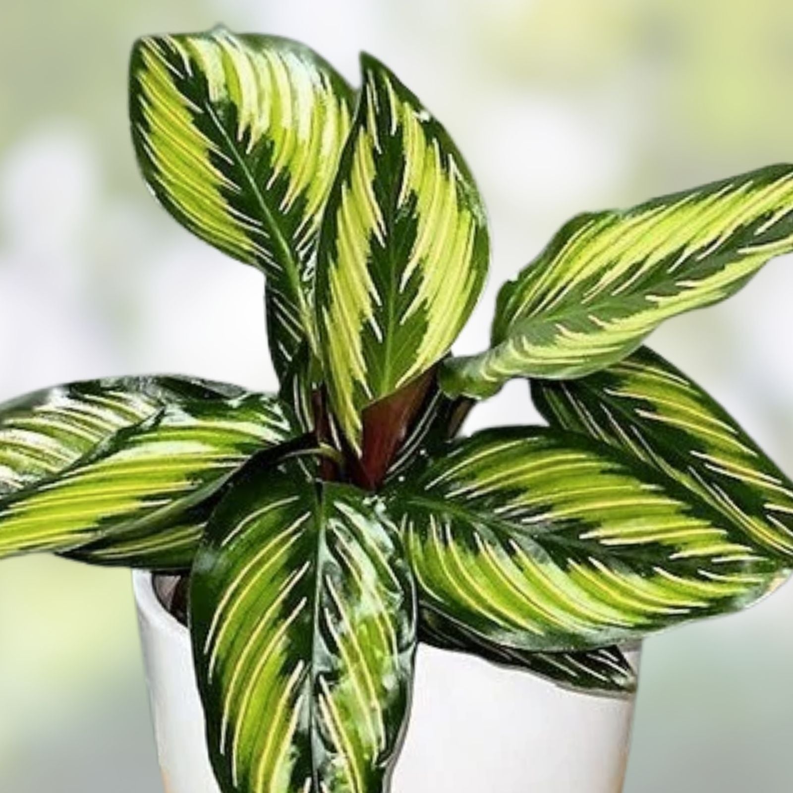 Indoor Houseplant Cuttings 15 Varieties Live Green Plants Starter Plants for Home Decor Plant Lovers