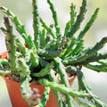 3 Huernia Stapelia Orbea Succulents, Desert Cactus Collection, Ornamental Houseplants, Live Plant, Offsets, Saudi Arabica