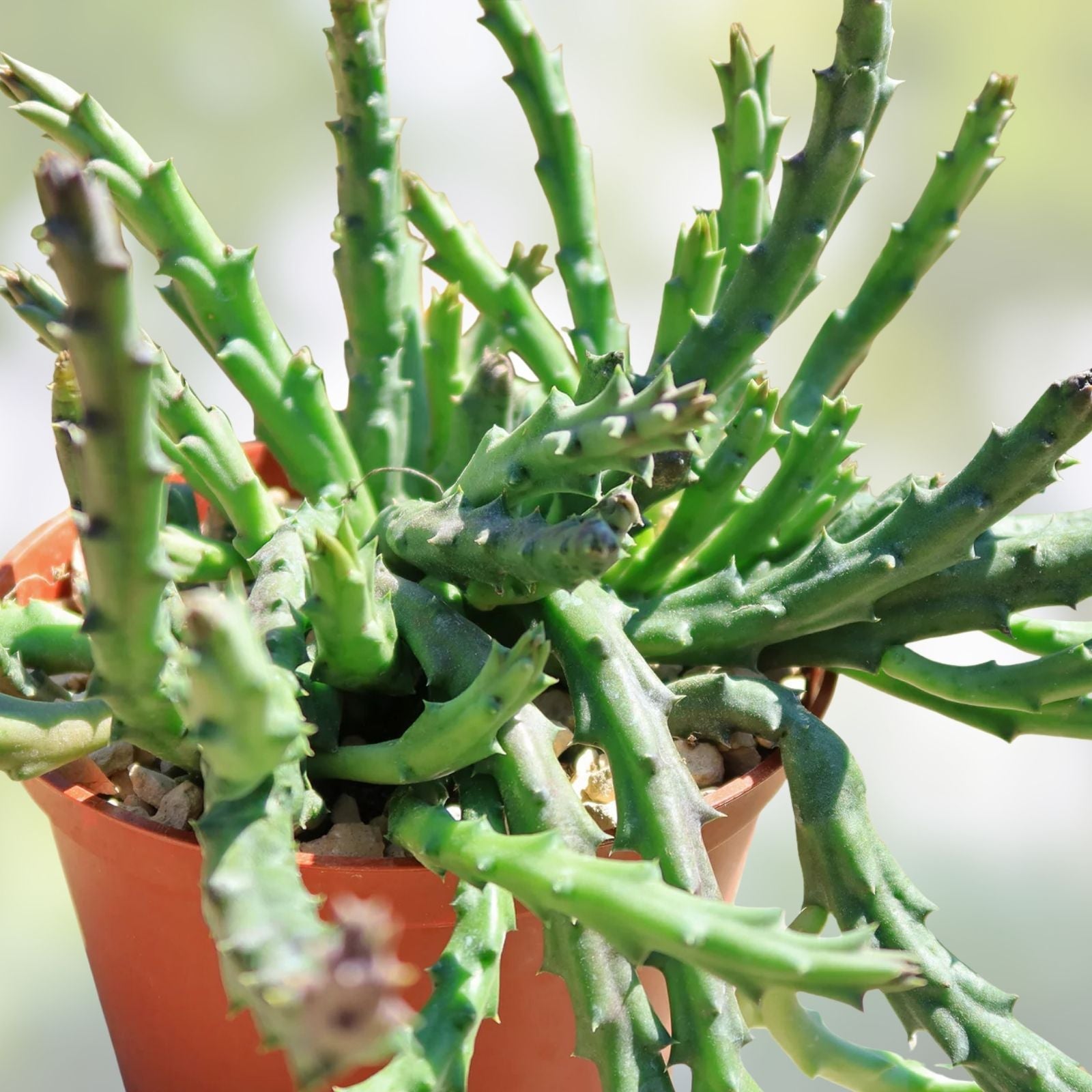 3 Huernia Stapelia Orbea Succulents, Desert Cactus Collection, Ornamental Houseplants, Live Plant, Offsets, Saudi Arabica