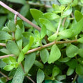 Sedum Sarmentosum Live Plant Cuttings, Creeping Perennial Ground Cover, Edible, Fast Growing Houseplant, Starter Plant