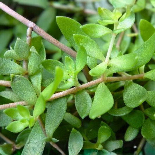 Sedum Sarmentosum Live Plant Cuttings, Creeping Perennial Ground Cover, Edible, Fast Growing Houseplant, Starter Plant