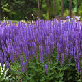 Blue By You Meadow Sage Plant Bare Root Salvia nemorosa Deer Resistant Hardy Zones 4-9 Live Starter Plant