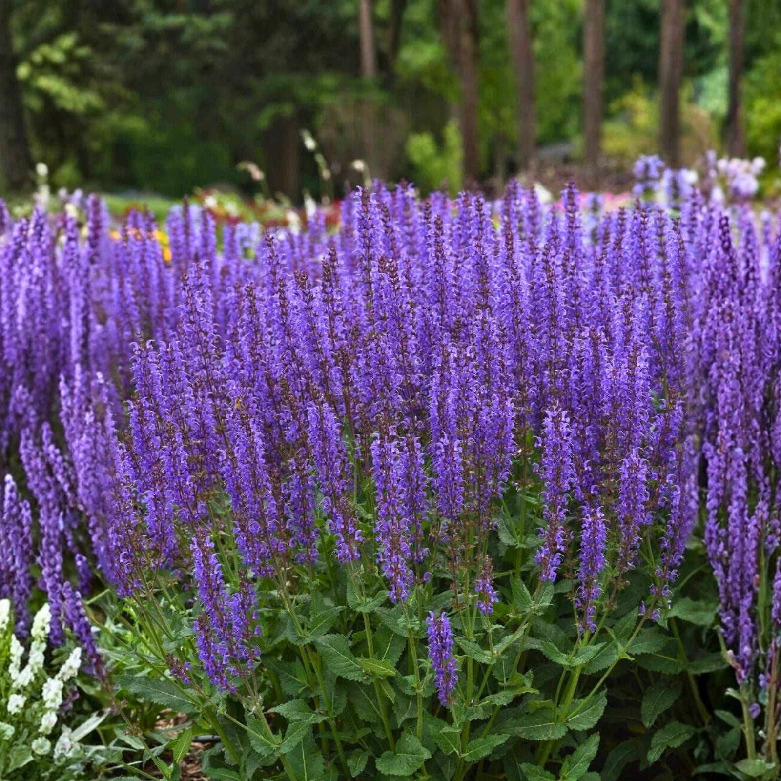 Blue By You Meadow Sage Plant Bare Root Salvia nemorosa Deer Resistant Hardy Zones 4-9 Live Starter Plant