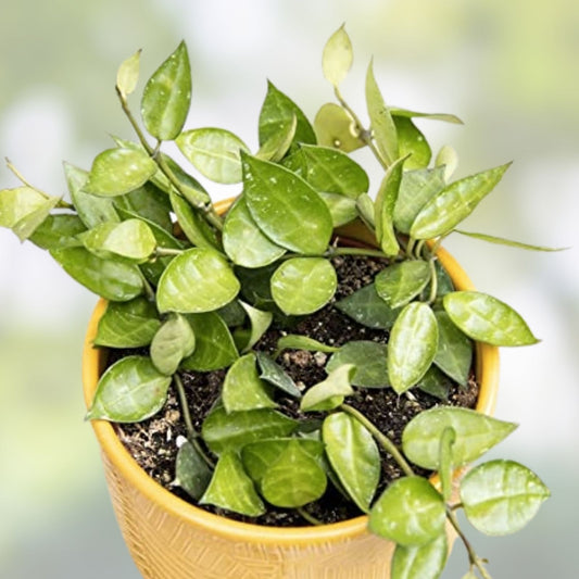 Hoya Krohniana Plant Cutting 2" Pot Wax Plant Live Houseplant Easy Care Indoor Plant