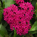 Pentas Seeds Graffiti Lipstick Variety 100 Count Flowering Plant Garden Starter Live Plant Cutting