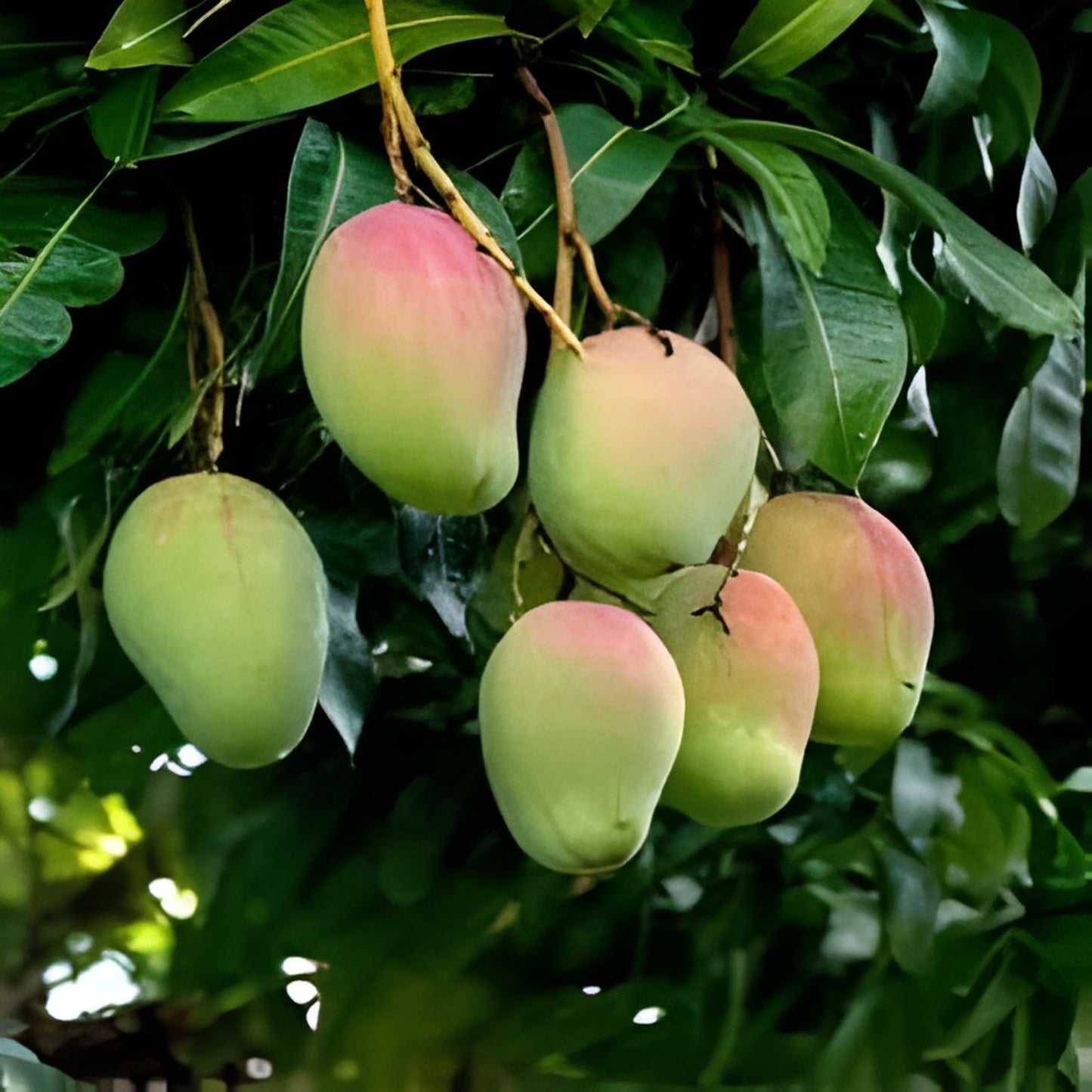 Mango Tree Scions Orange Sherbet Madam Francis Chausa Tropical Fruit Tree Cutting Garden Orchard Live Plant