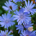 Bluest Blue Chicory Seeds, Cichorium intybus, 100+ live plant cuttings, bright blue flowers for garden, floral arrangements, starter plant