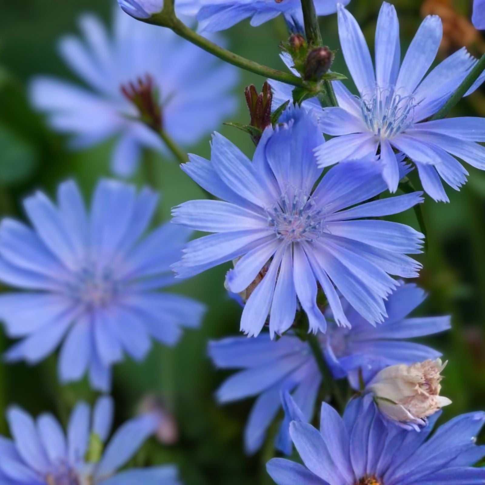 Bluest Blue Chicory Seeds, Cichorium intybus, 100+ live plant cuttings, bright blue flowers for garden, floral arrangements, starter plant