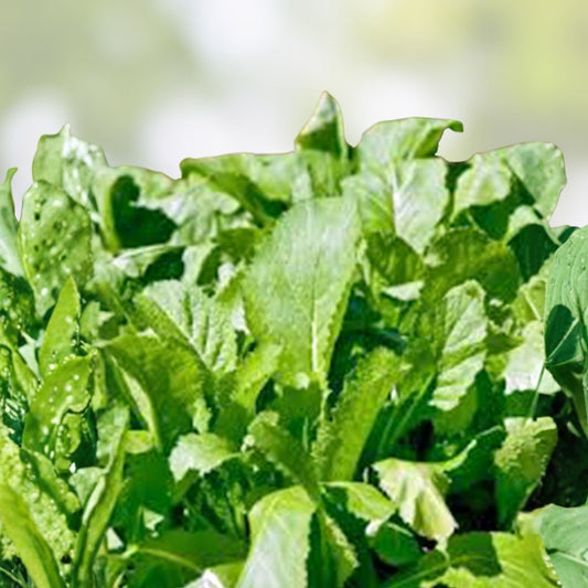Mustard Greens Seeds Brassica juncea Heirloom Non-GMO Vegetable Seeds for Fresh Greens Cooking 25+