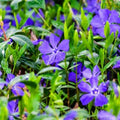 Vinca Minor Periwinkle Ground Cover Live Plants Set of 12 Hardy Evergreen Low Maintenance Garden Border Plants