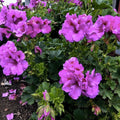 Purple Pelargonium Cuttings - Geranium x hortorum Regal Variety, Live Indoor Outdoor Plant, 6-inch Starter Plant