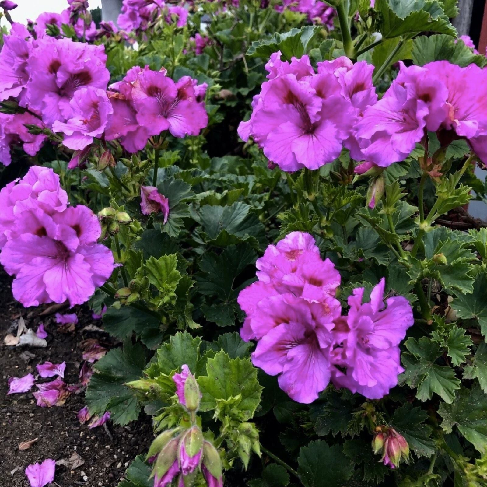 Purple Pelargonium Cuttings - Geranium x hortorum Regal Variety, Live Indoor Outdoor Plant, 6-inch Starter Plant