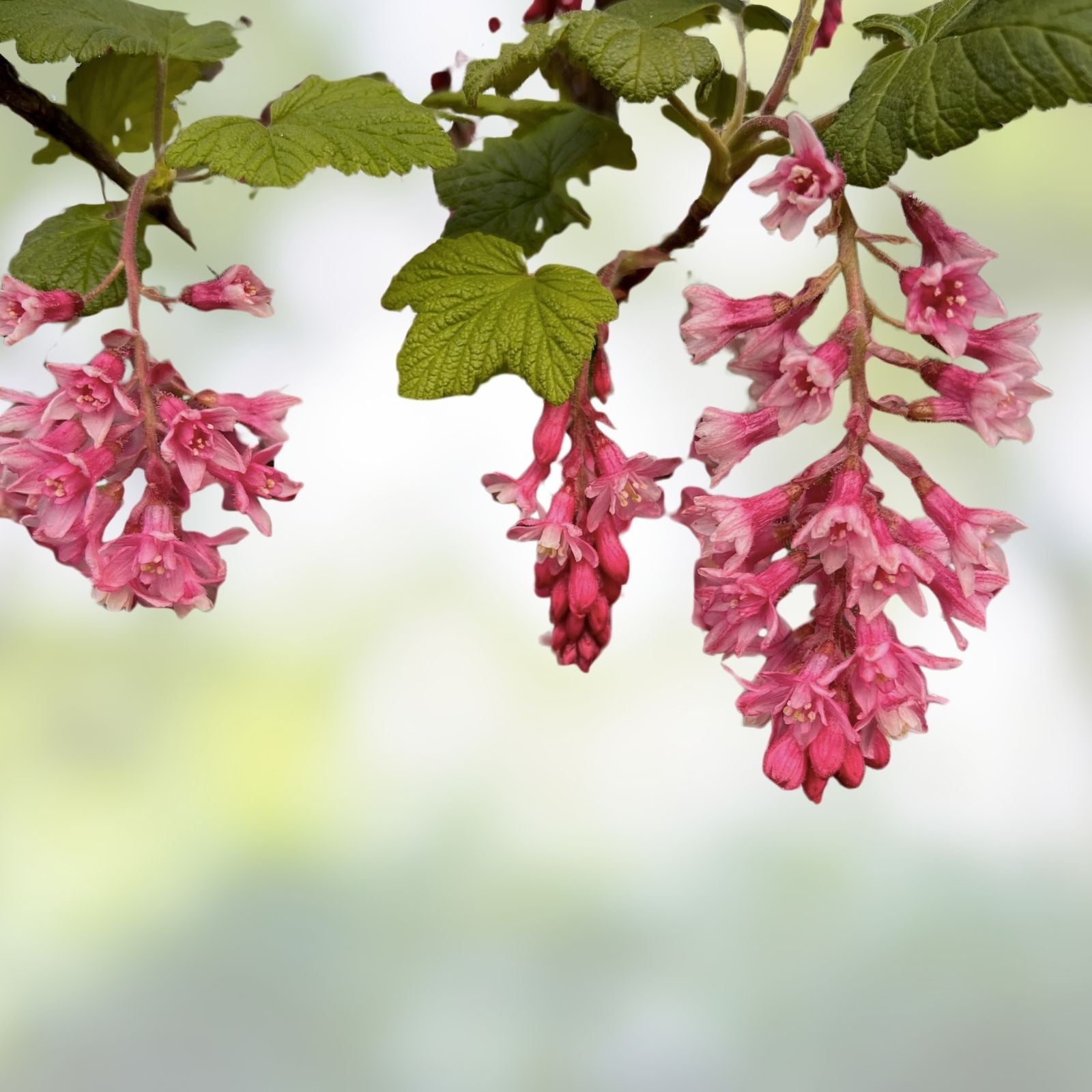 Red Flowering Currant Seeds 10 Pack Ribes sanguineum Ornamental Hedge Bush for Gardens Landscaping