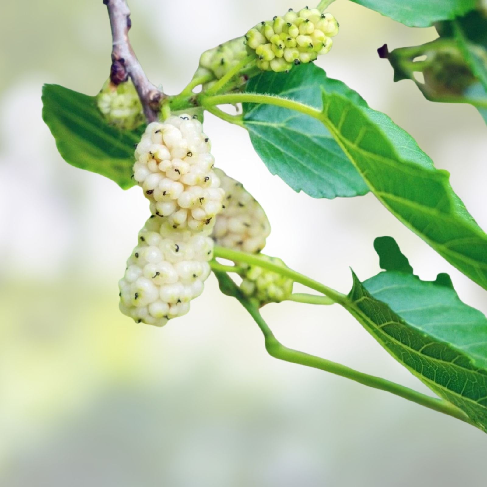White Mulberry Tree Seeds 50+ Count Edible Fruit Morus alba Live Plant Bare Root Starter Tree USA Seller