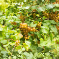 Scuppernong Grape Vines 10-Pack, Vitis rotundifolia, Fruit-Bearing, Self-Fertile, Fast-Growing, Live Plant for Zones 7-10