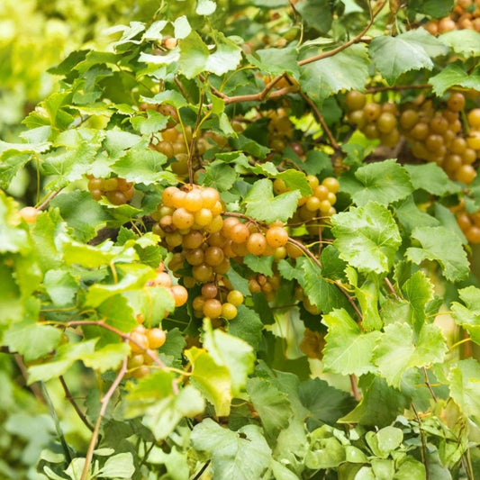 Scuppernong Grape Vines 10-Pack, Vitis rotundifolia, Fruit-Bearing, Self-Fertile, Fast-Growing, Live Plant for Zones 7-10