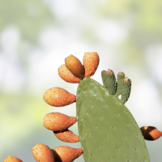 Opuntia Vaseyi Prickly Pear Cactus Cutting Succulent Live Plant Bare Root Redlands CA Non-GMO