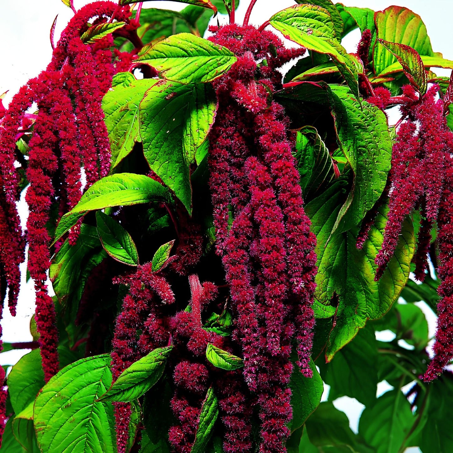 Love Lies Bleeding Seeds 1000+ | Amaranthus caudatus Ornamental Flower Seeds | Maroon Blooms for Garden Landscaping