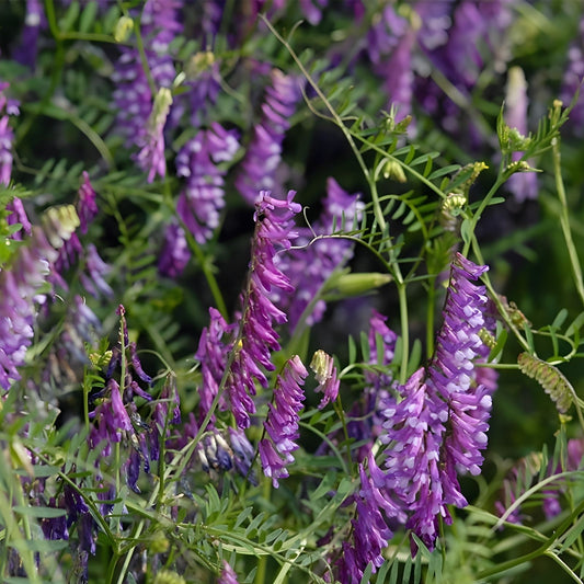 Hairy Vetch Seeds for Planting - Cover Crop, Pollinator, Bee Pasture, Organic Vicia villosa