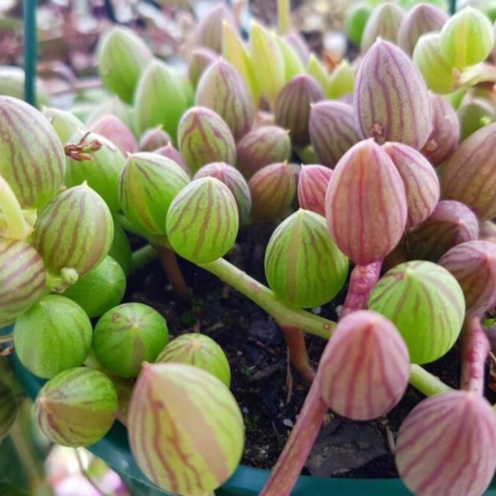 String of Watermelon Succulent Plant, Live Indoor Houseplant, Easy Care Greenery, Senecio herreianus, Cactus, Starter Plant
