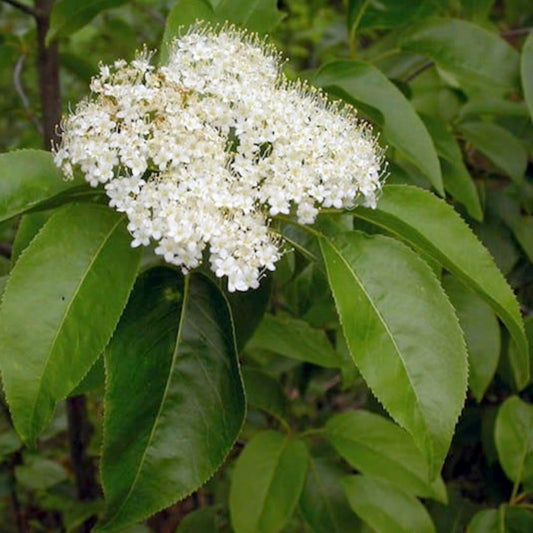 Nannyberry Viburnum Starter Plant Live Shrub 8-12 Inches Hardy Viburnum lentago Zones 5-9