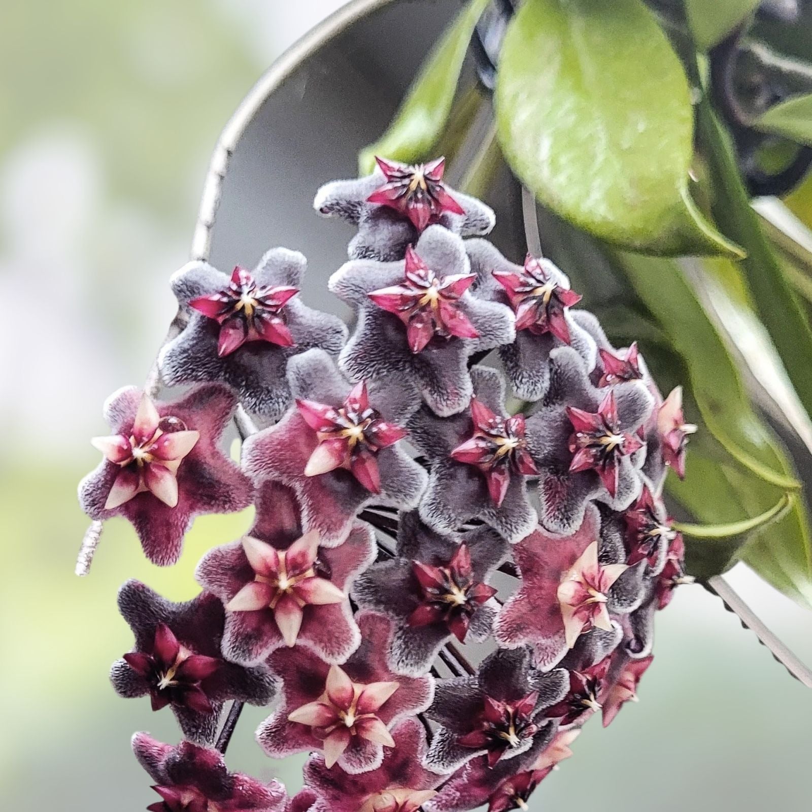 Royal Hawaiian Purple Hoya pubicalyx Houseplant 2.5" Pot Live Indoor Plant Cutting