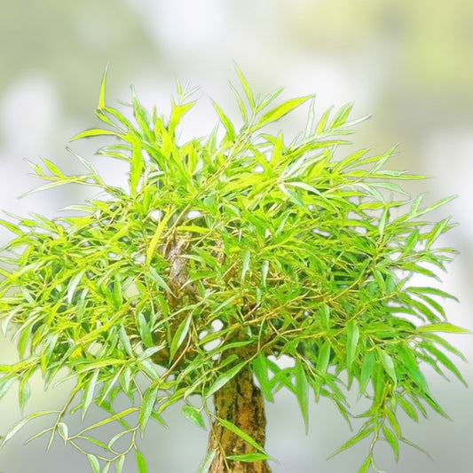 Large Globe Willow Bonsai Cutting, Salix Babylonica Live Plant for Bonsai, Thick Trunk, Garden and Indoor Plant
