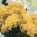 Aromi Azalea Plant Frontier Gold Rhododendron Hybrid Live Garden Shrub Ornamental Plant