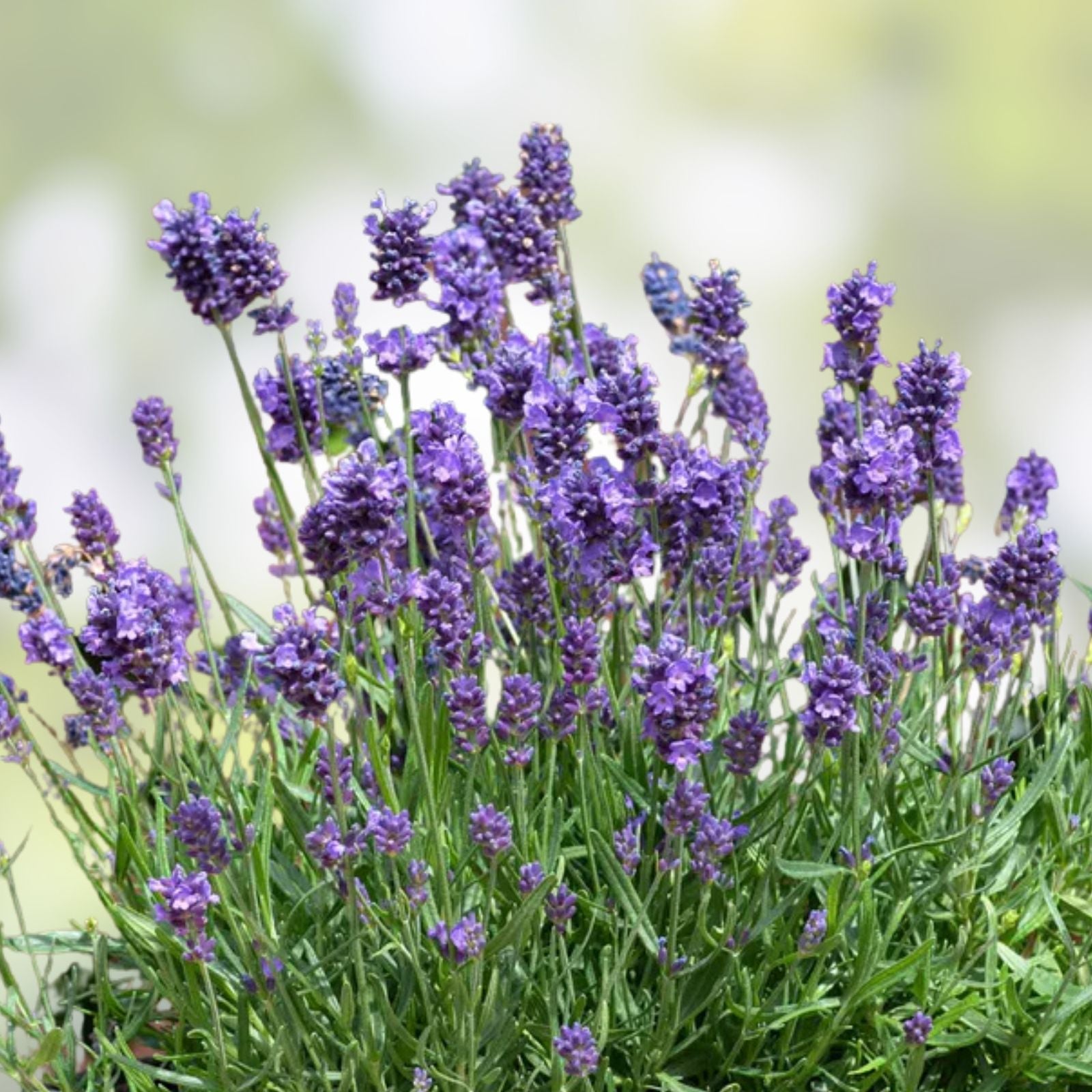 Fragrant Lavender Starter Plant - Sensational Variety for Gardens and Gifts - Lavandula angustifolia - Easy to Grow