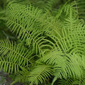 Kunth's Maiden Fern Live Plants 5-Pack Thelypteris kunthii Native Shade Fern for Garden Indoor Decor