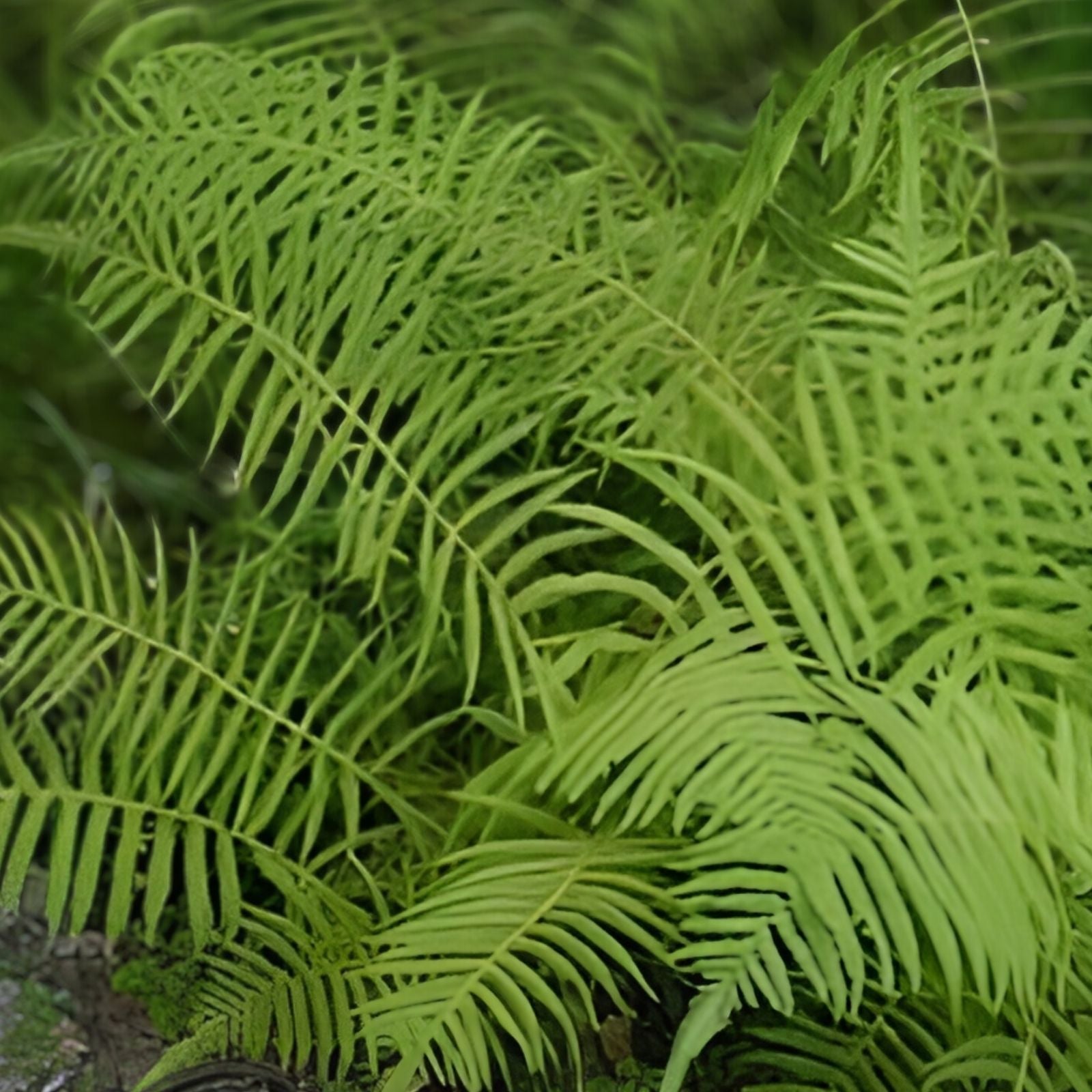 Kunth's Maiden Fern Live Plants 5-Pack Thelypteris kunthii Native Shade Fern for Garden Indoor Decor