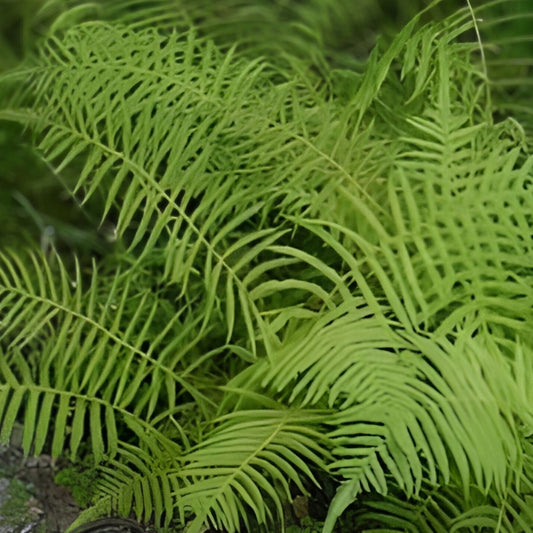 Kunth's Maiden Fern Live Plants 5-Pack Thelypteris kunthii Native Shade Fern for Garden Indoor Decor