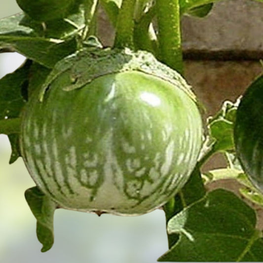 Kermit Eggplant Seeds – 20+ Thai Round Edible Vegetable Seeds, Solanum melongena, Live Plant, Starter, Bare Root, Fresh Stock