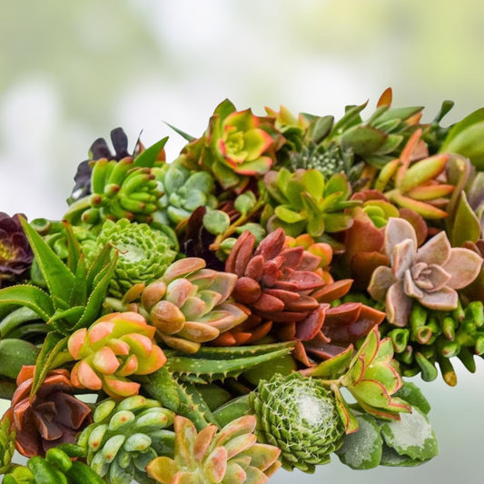 Large Succulent Cuttings Pack 10 Varieties Live Plants 4-6 inches Easy Care Houseplants Decor