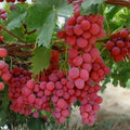 Pink Grape Vine Cuttings Vitis vinifera Live Plant Starter Bare Root Propagation