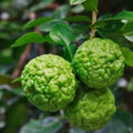 Kaffir Lime Cuttings 5 Pack Citrus hystrix Live Herb Plantlets Chanh Thai Chanh Ba Chuc Chanh So 8