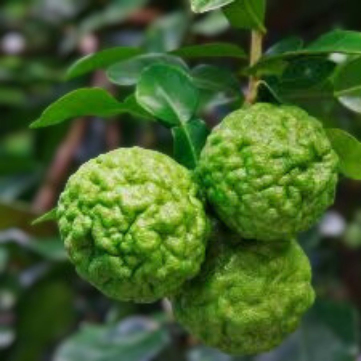 Kaffir Lime Cuttings 5 Pack Citrus hystrix Live Herb Plantlets Chanh Thai Chanh Ba Chuc Chanh So 8