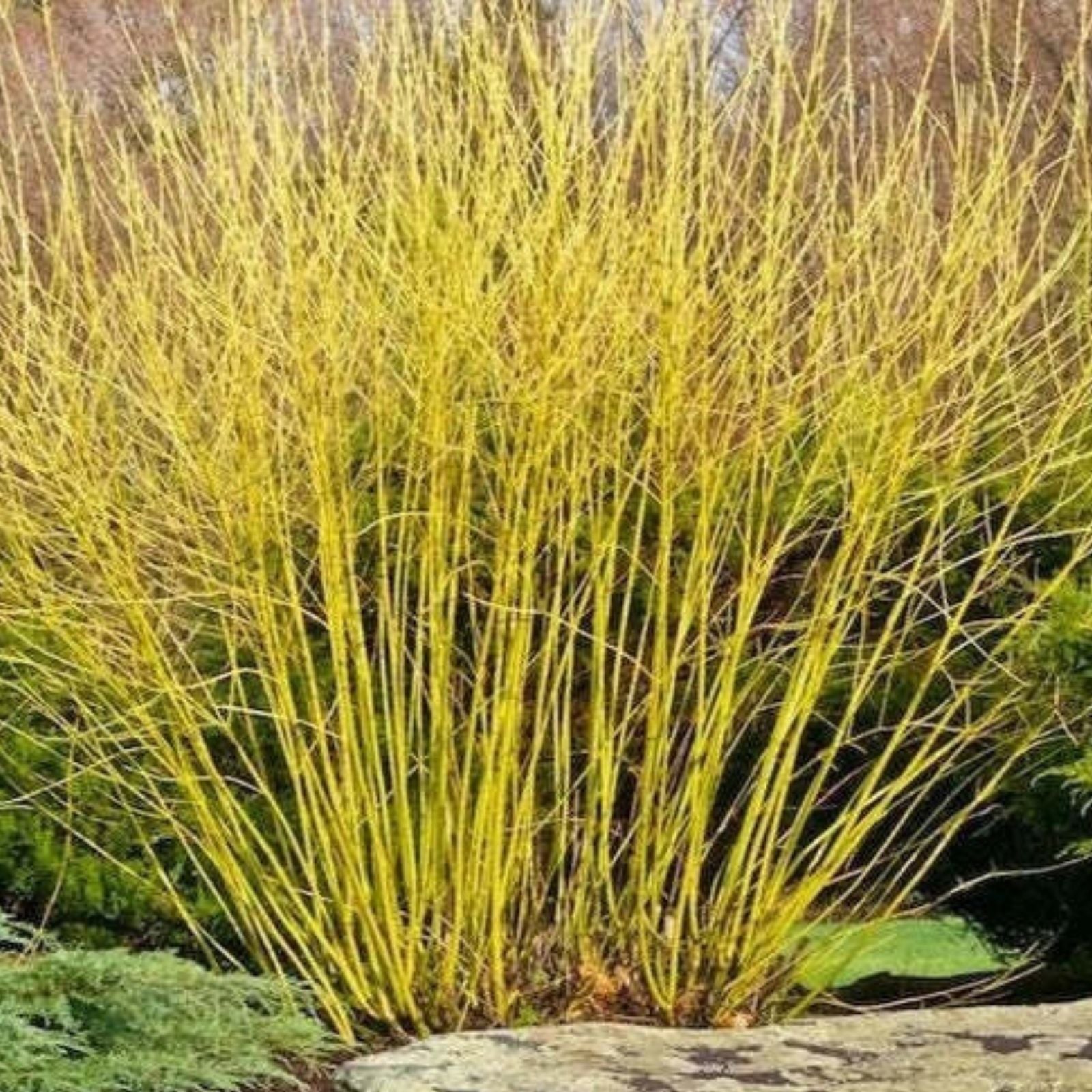 Yellow Twig Dogwood Shrub Bare Root Plant 16" Cornus sericea Winter Interest Garden Plant