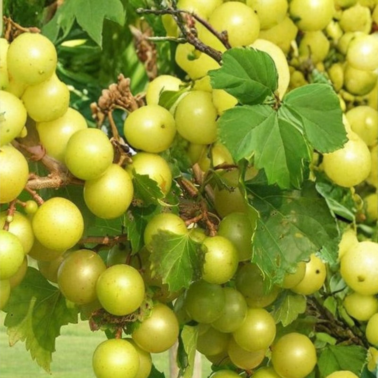 Scuppernong Muscadine Grape Vines 10-Pack, Live Plant, Self-Fertile, Vitis rotundifolia, Fast-Growing, Zone 7-10