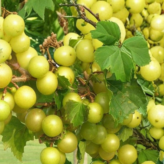 Scuppernong Muscadine Grape Vines 10-Pack, Live Plant, Self-Fertile, Vitis rotundifolia, Fast-Growing, Zone 7-10