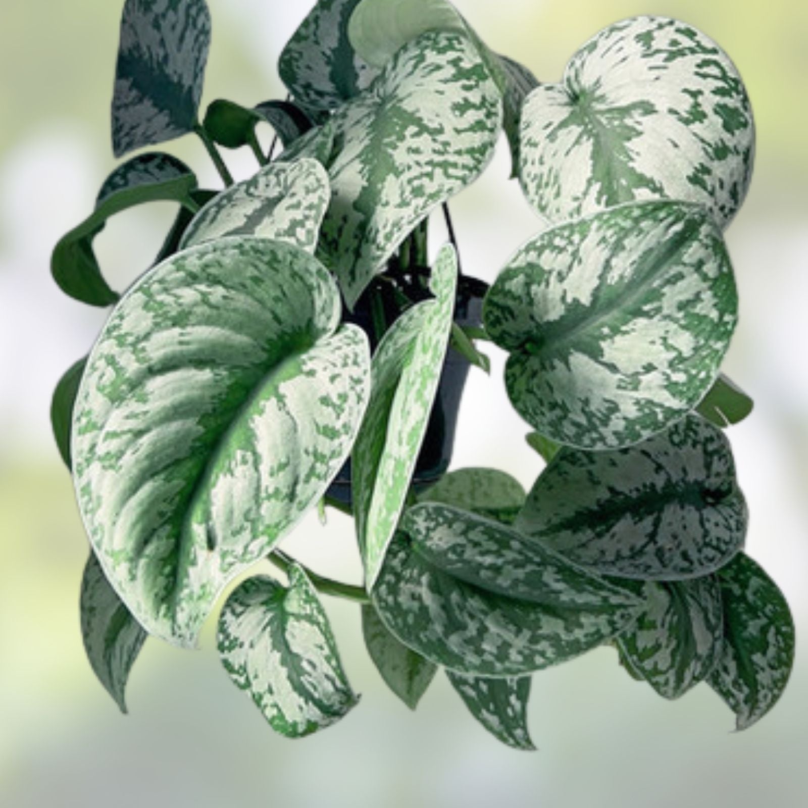 Scindapsus Pictus Exotica Silver Live Plant Cutting Indoor Houseplant Tropical Easy Care Home Decor