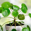 Pilea Tiny Tears Rooted Starter Plant, Indoor Houseplant, Low Maintenance, Pilea Peperomioides, Live Plant, Houseplant, Cutting