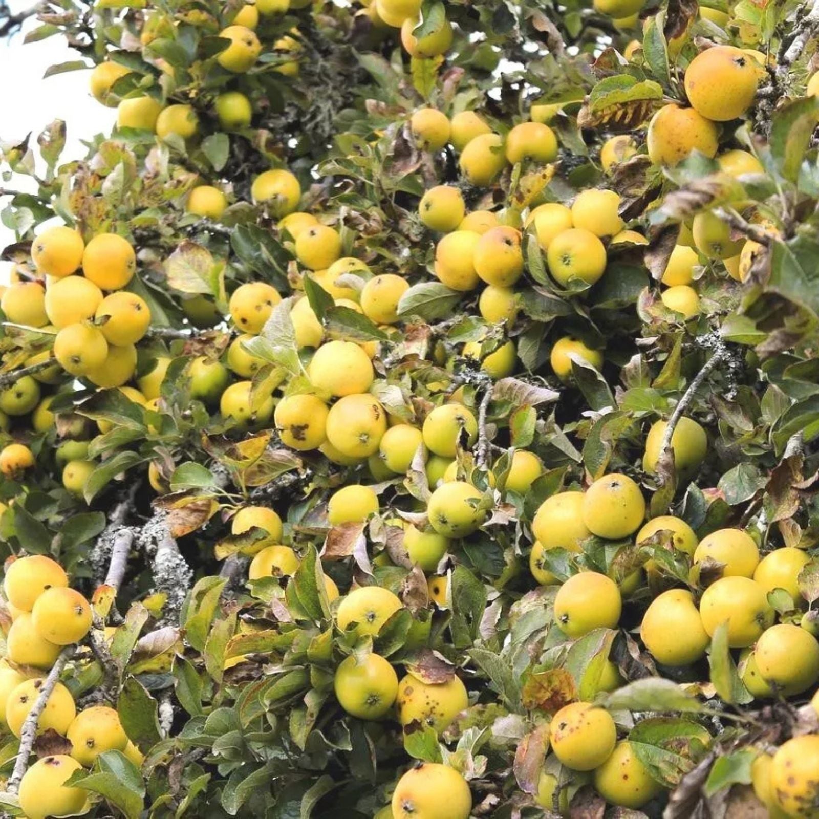 Golden Delicious Apple Tree Cuttings - Organic Malus domestica Scions for Grafting & Rooting - Live Plant Starter