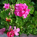Geranium Cuttings 30 Pack - Hardy Pink Pelargonium spp. - Fresh Gardening Plant Cuttings for Outdoor & Indoor Growth