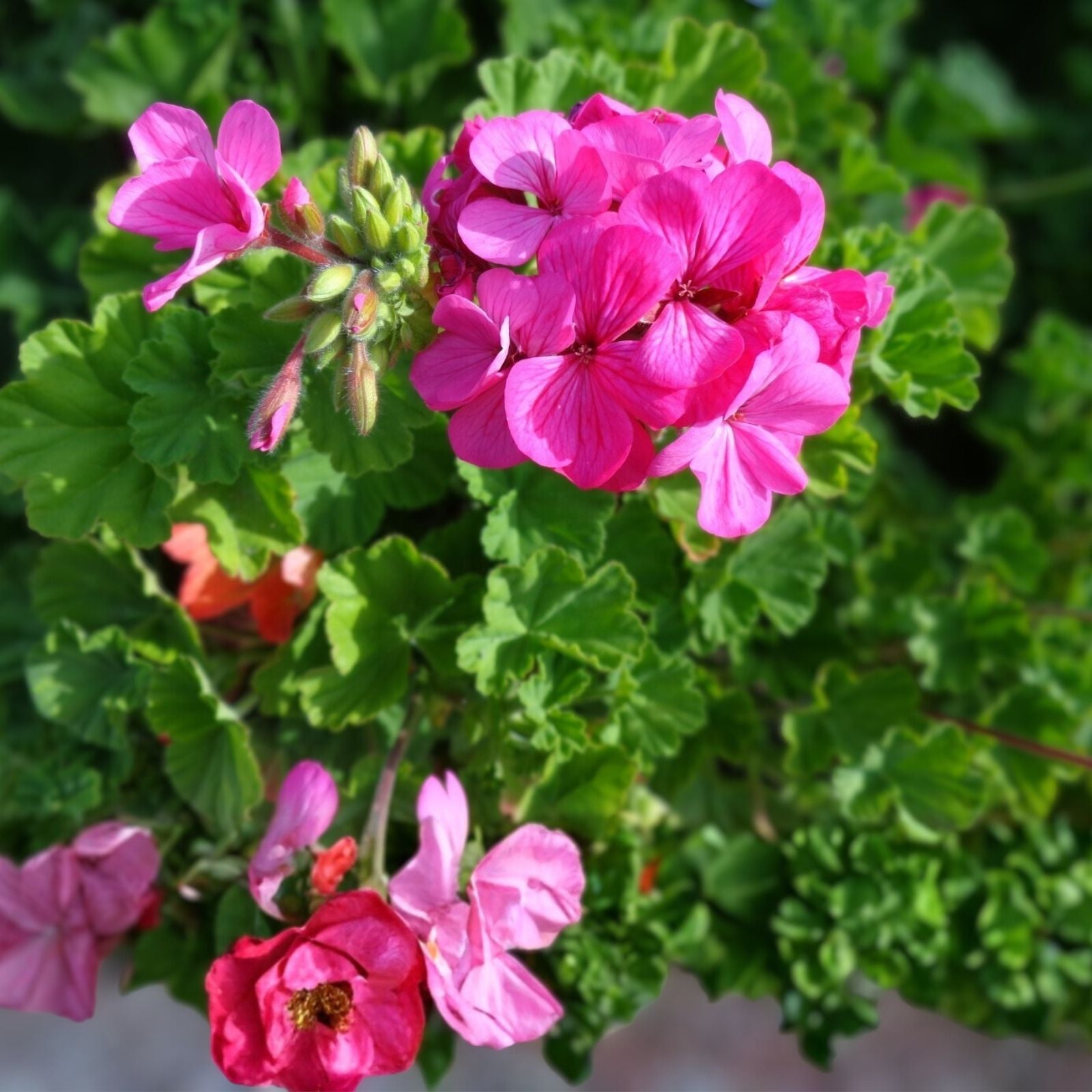 Geranium Cuttings 30 Pack - Hardy Pink Pelargonium spp. - Fresh Gardening Plant Cuttings for Outdoor & Indoor Growth